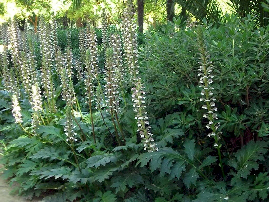 Acanthus mollis