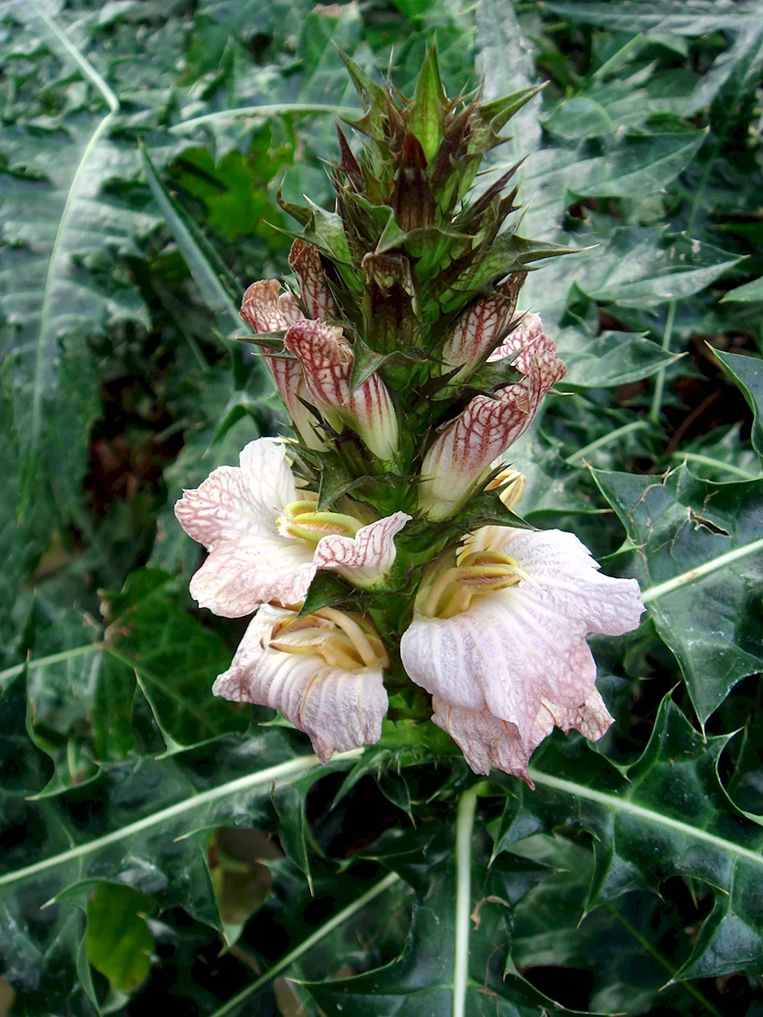 Acanthus montanus