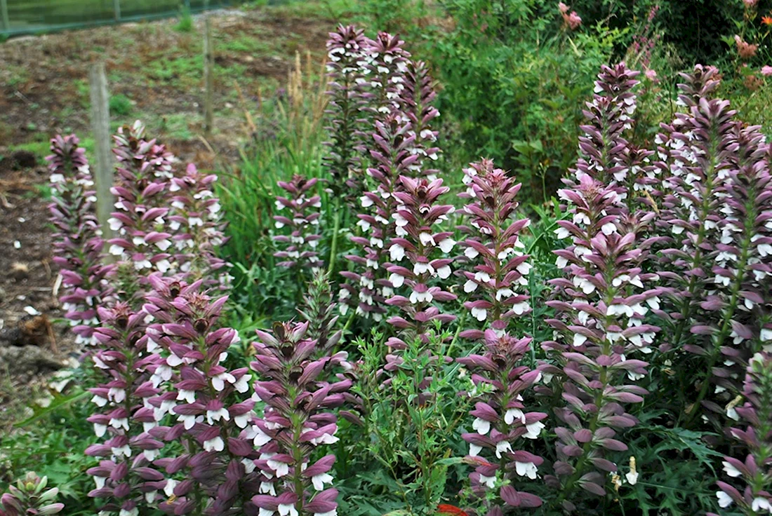 Acanthus spinosus