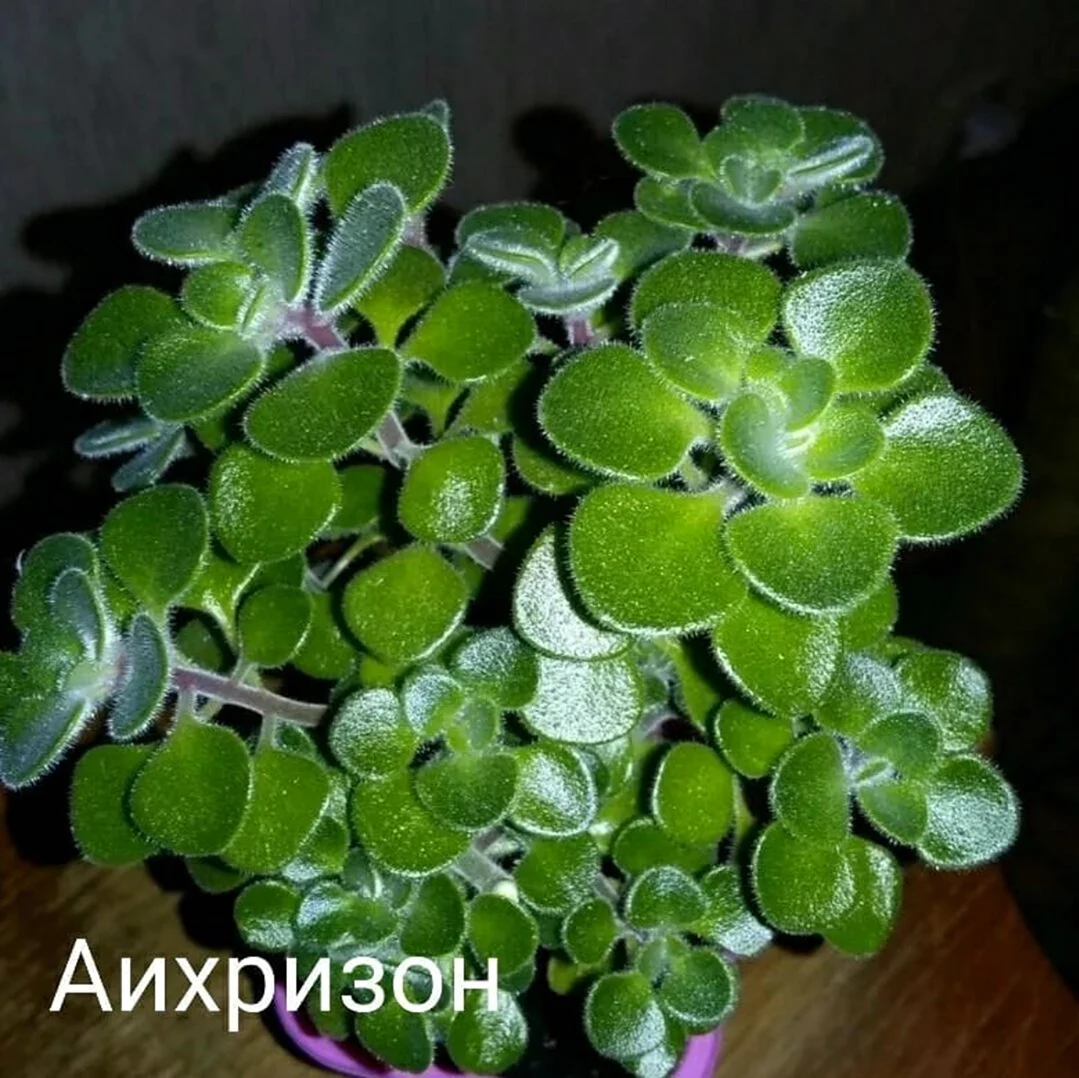 Аихризон