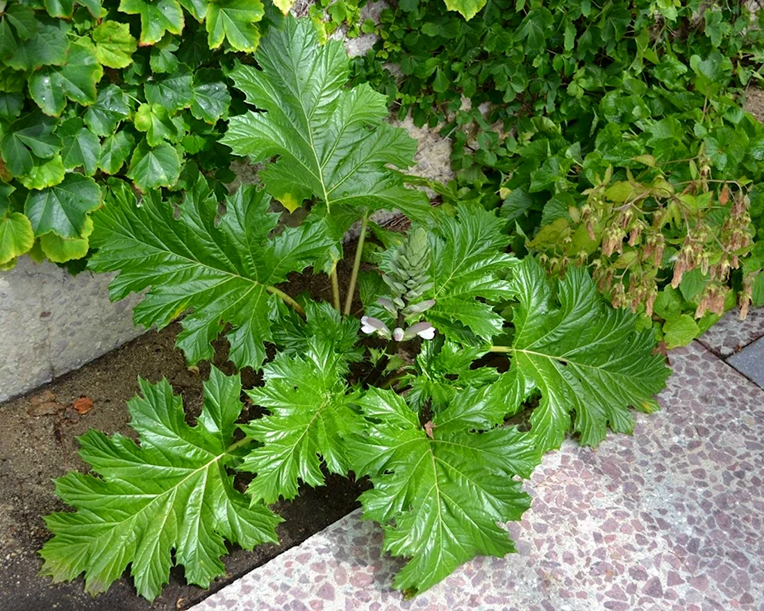 Акант