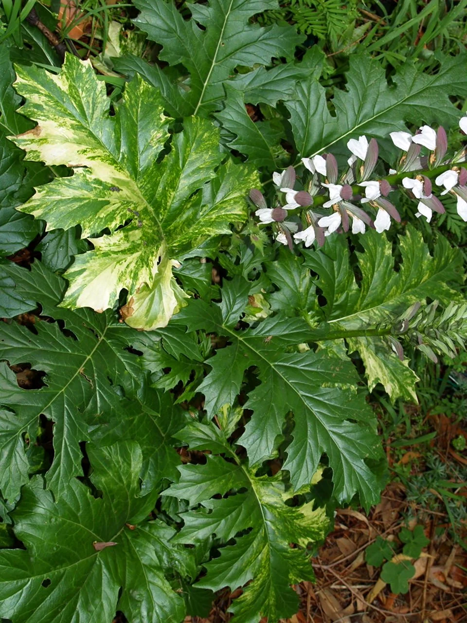 Акант Acanthus sennii