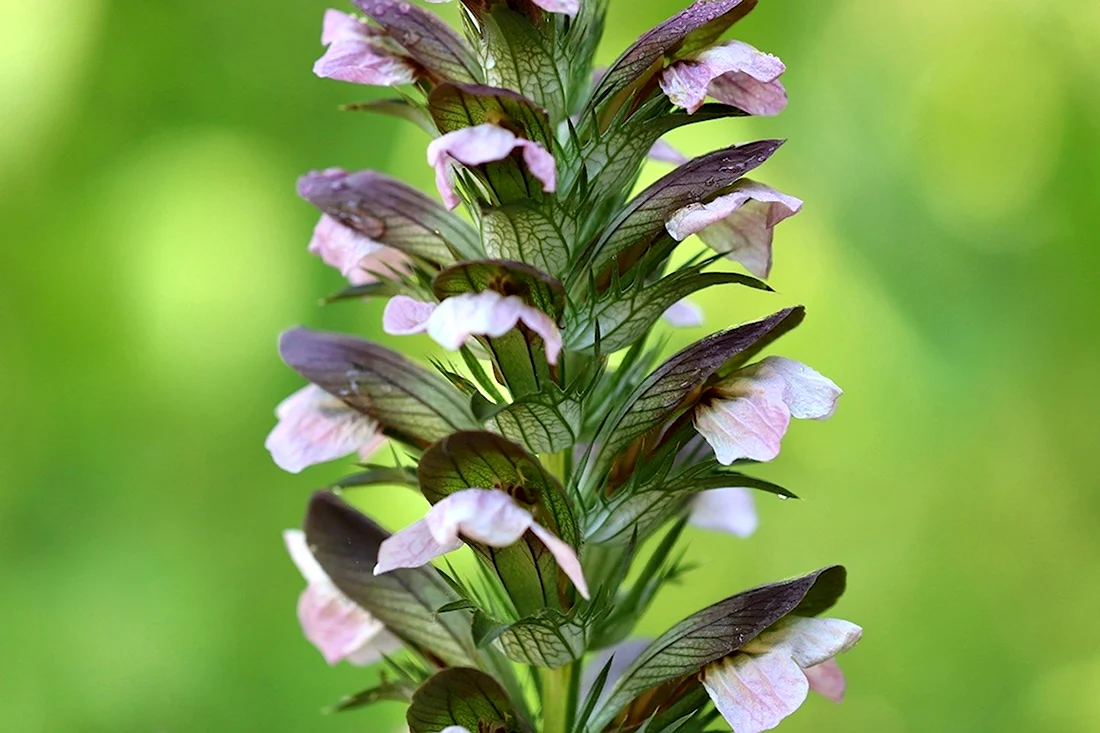 Акант spinosus