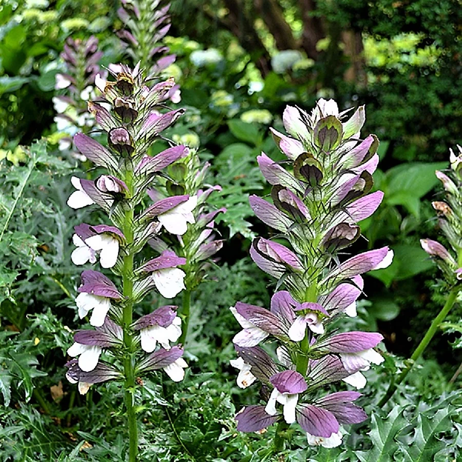 Акант spinosus