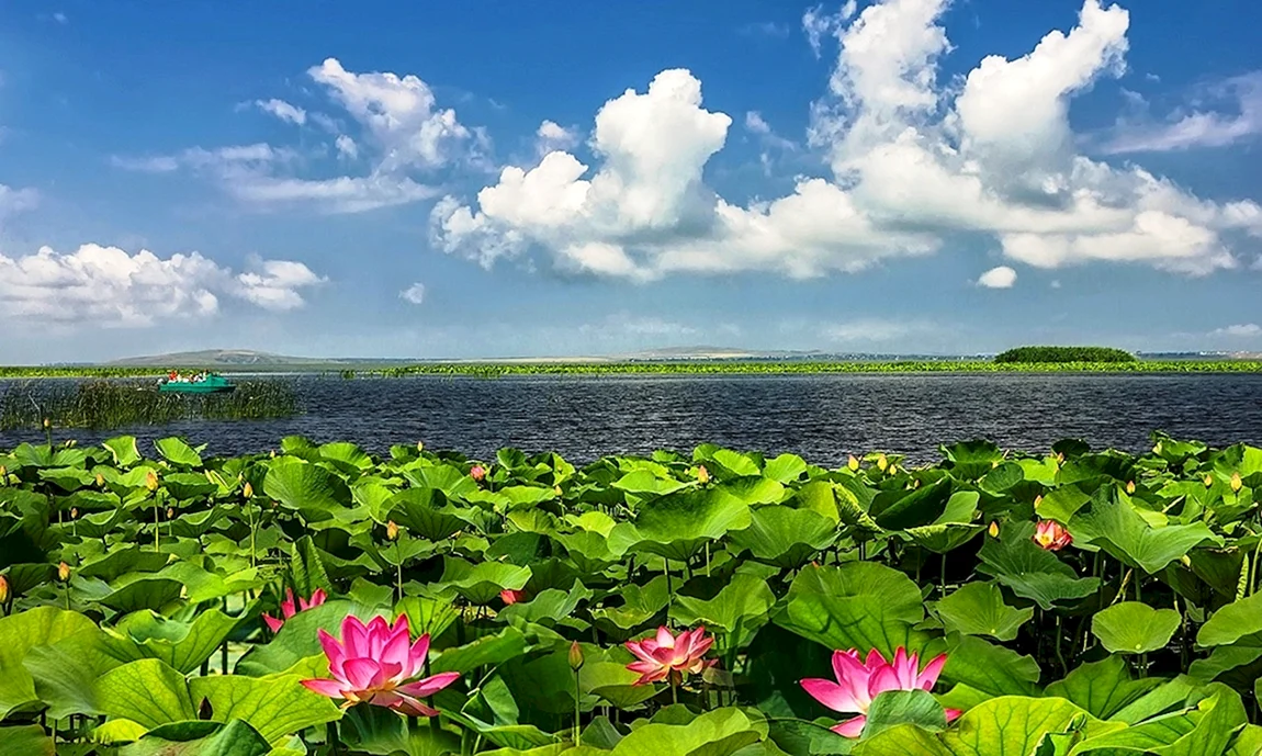 Ахтанизовский Лиман Долина лотосов