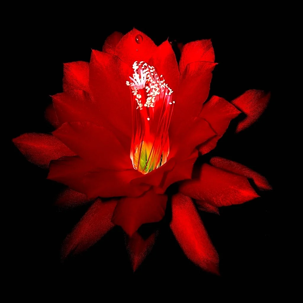 Аленький цветочек Scarlet Floret