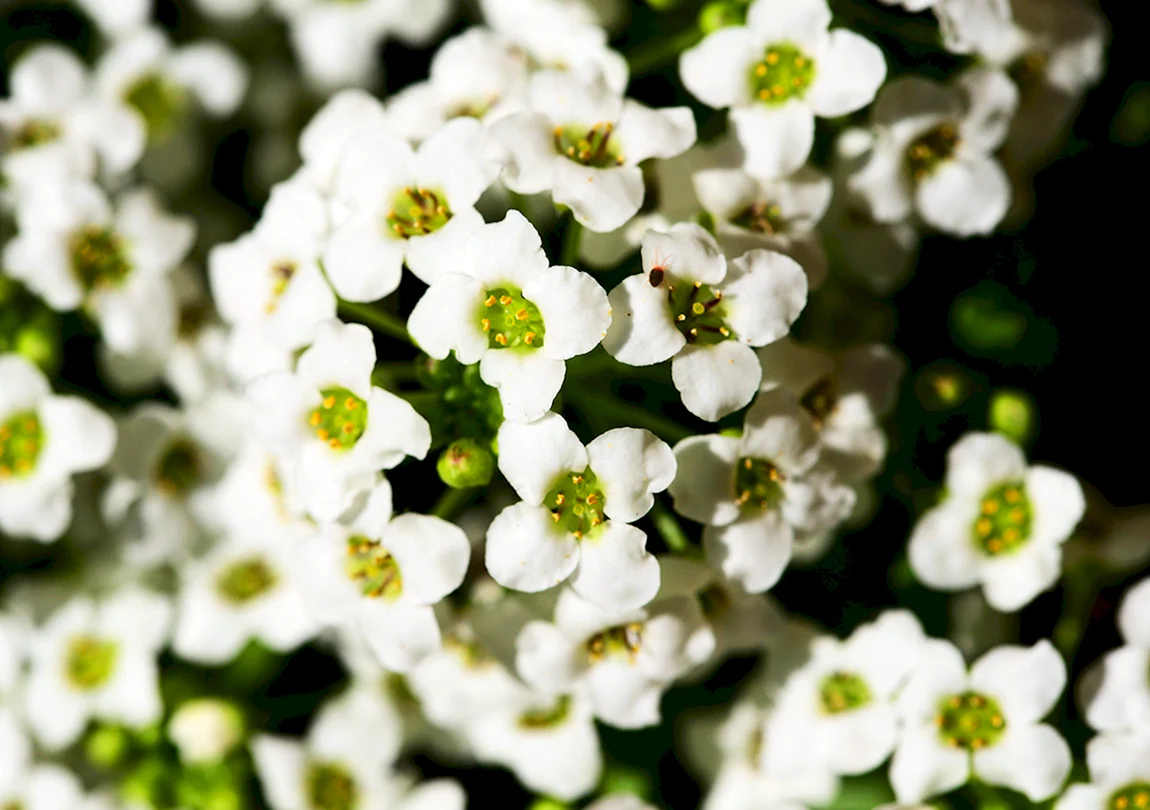 Алиссум Lobularia maritima