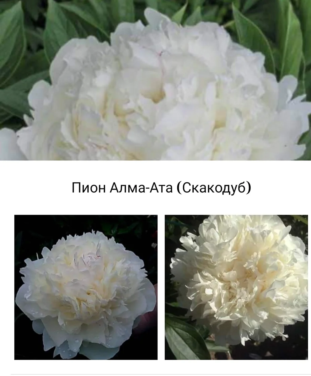 Алма-Ата пион Скакодуб