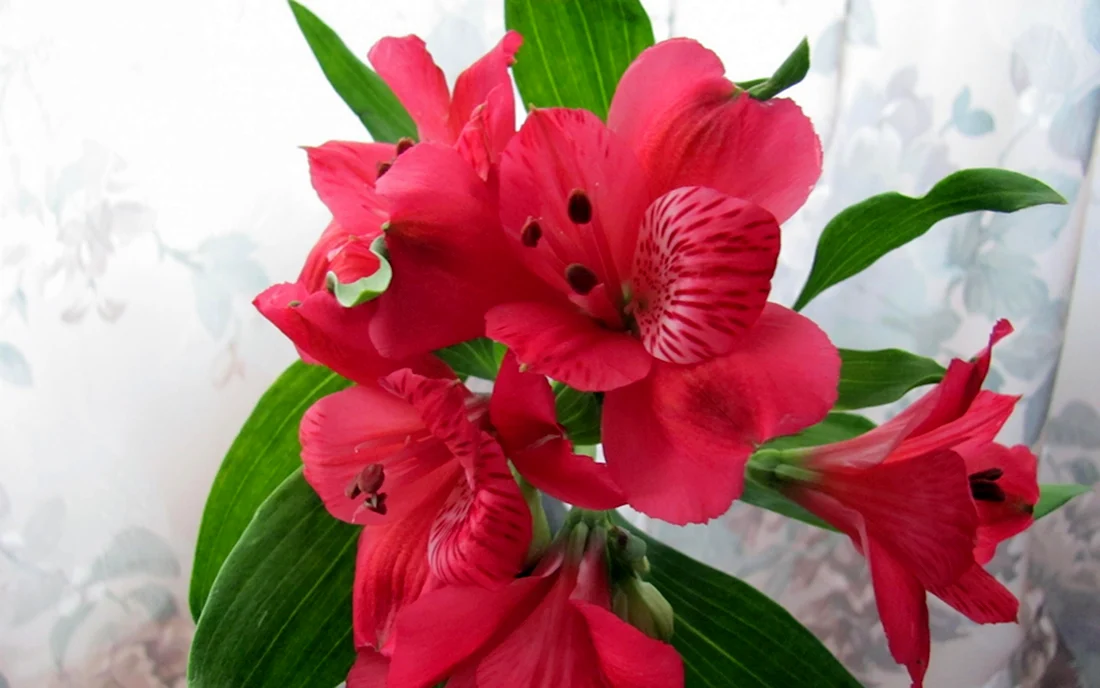 Alstroemeria Brasiliensis