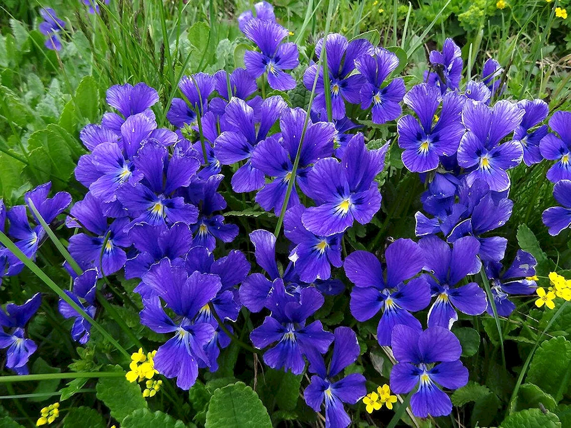 Алтайская фиалка Viola altaica