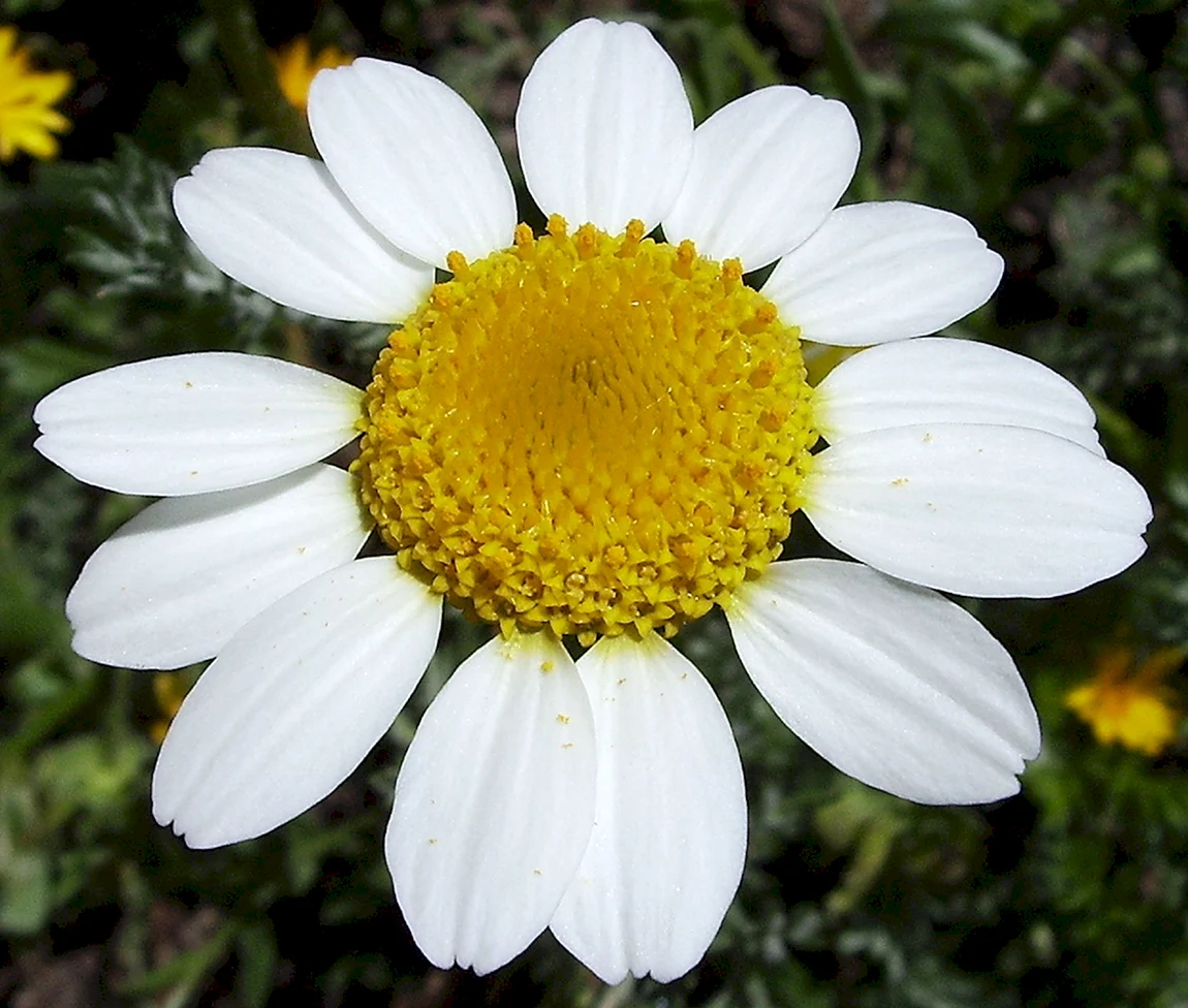 Anacyclus clavatus
