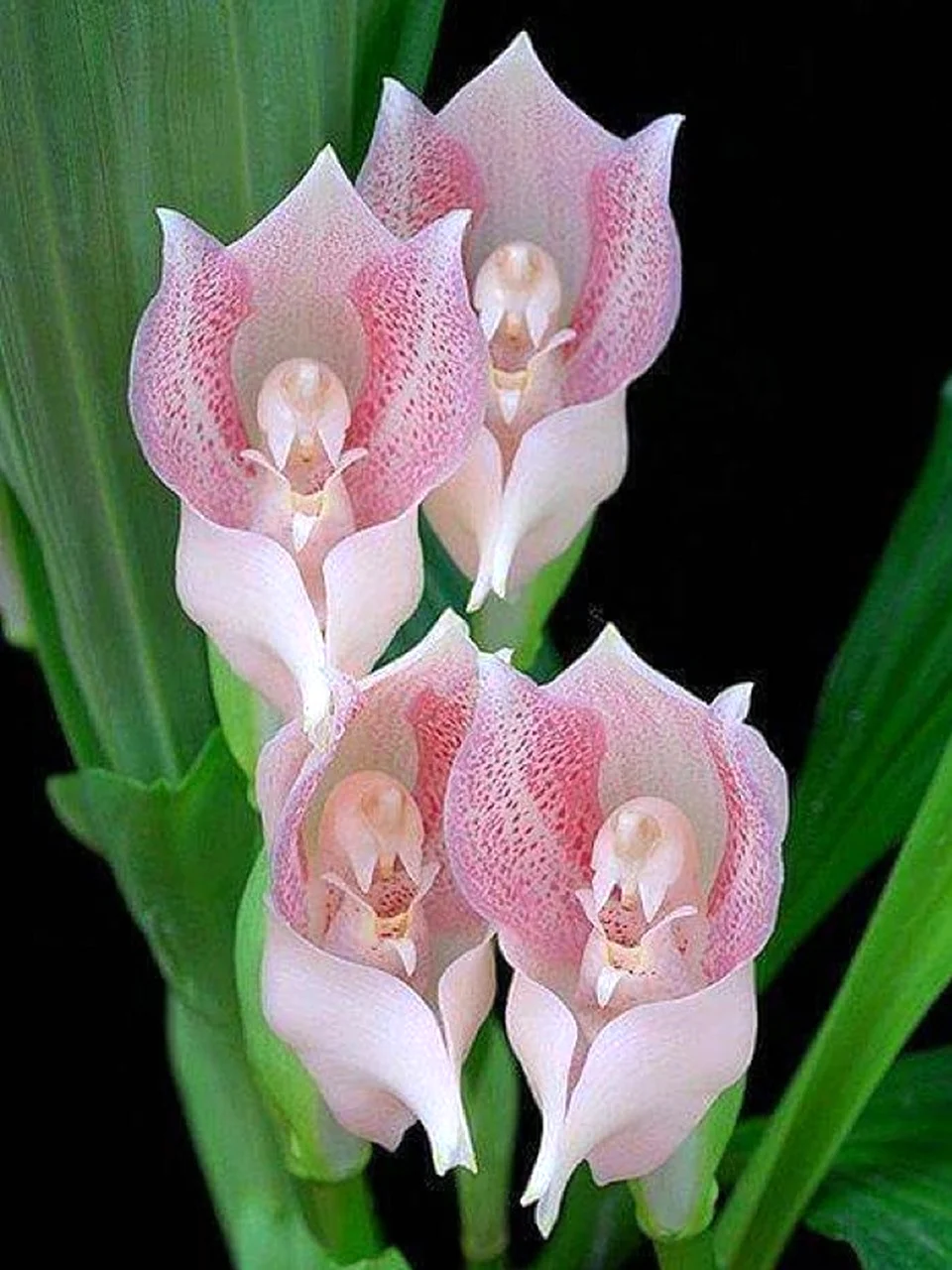 Anguloa virginalis