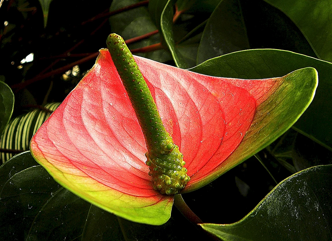 Anthurium andraeanum