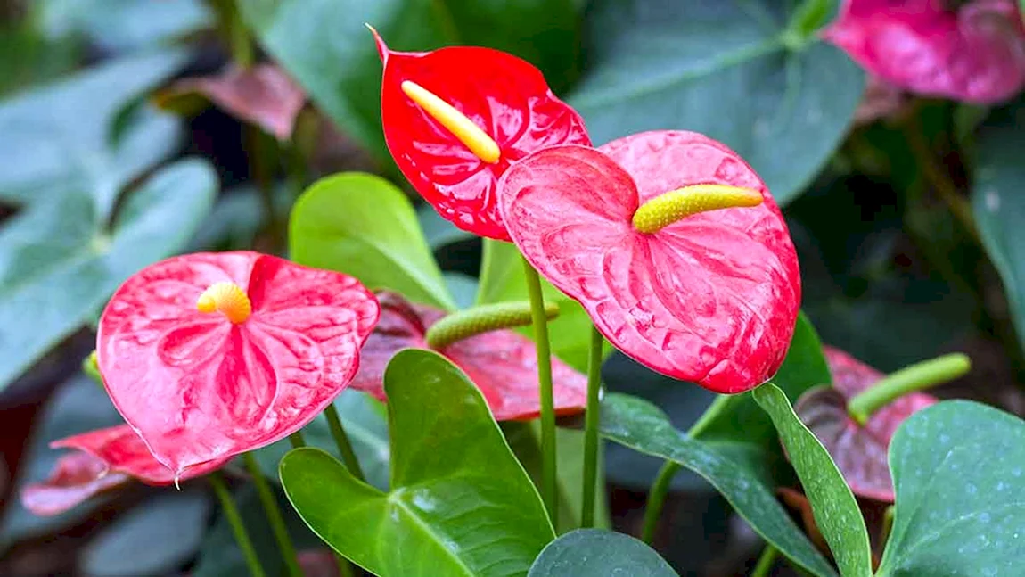 Anthurium andreanum цветок