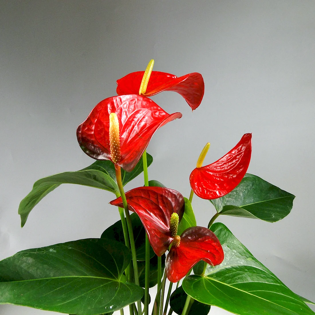 Антуриум Динамит ред Anthurium Dynamite Red
