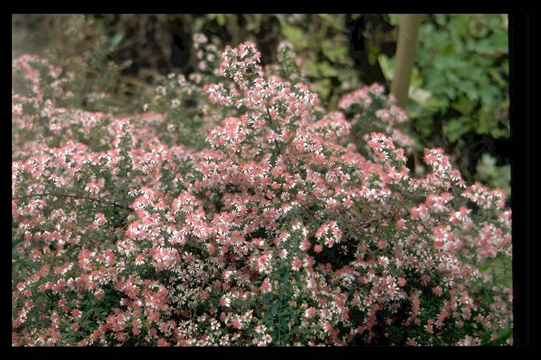 Aster lateriflorus horizontalis
