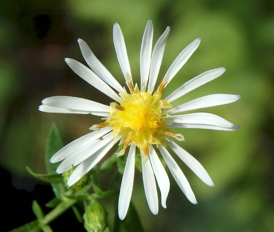 Aster umbellatus