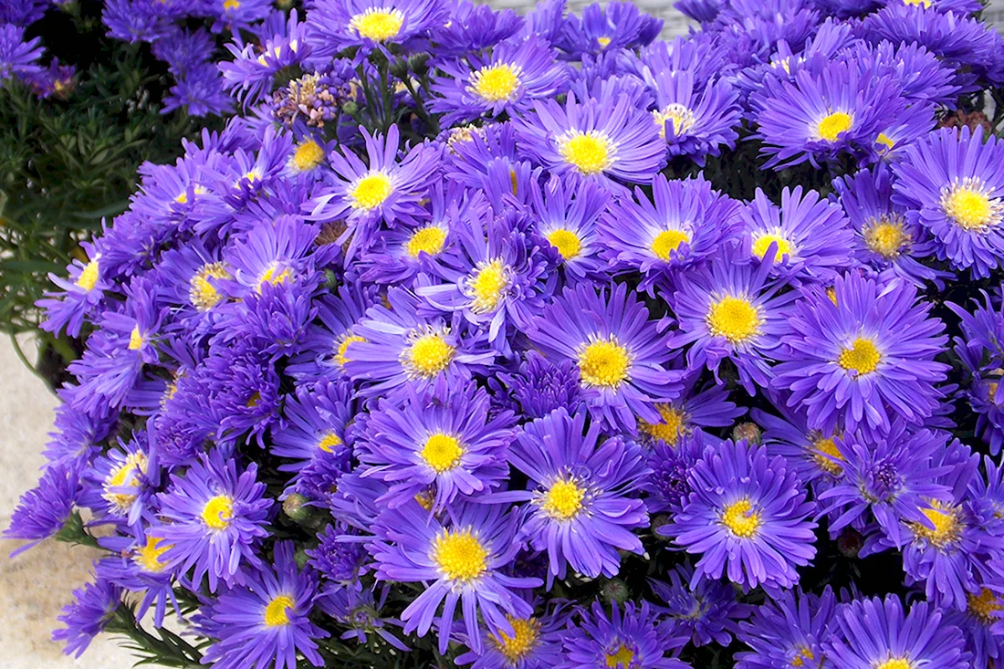 Астра кустарниковая Aster dumosus