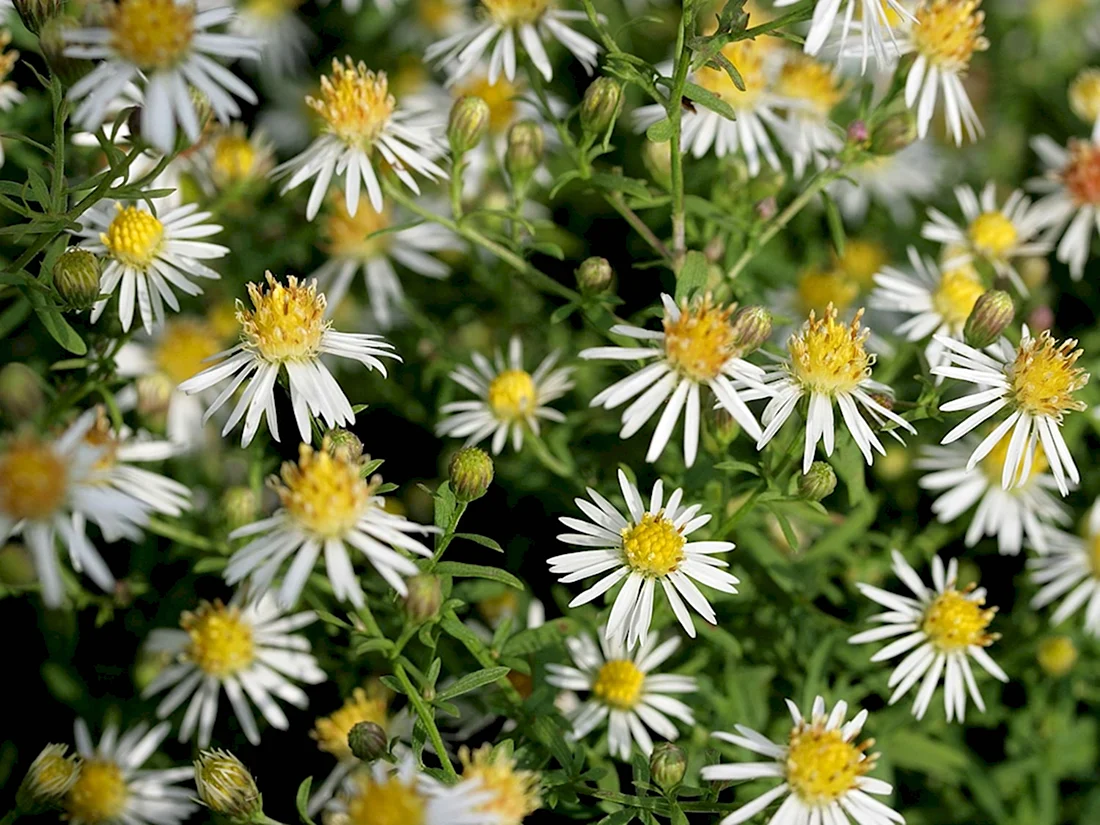 Астра Вересковая Aster ericoides
