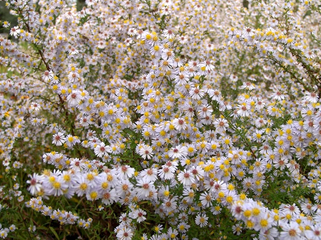 Астра Вересковая Aster ericoides