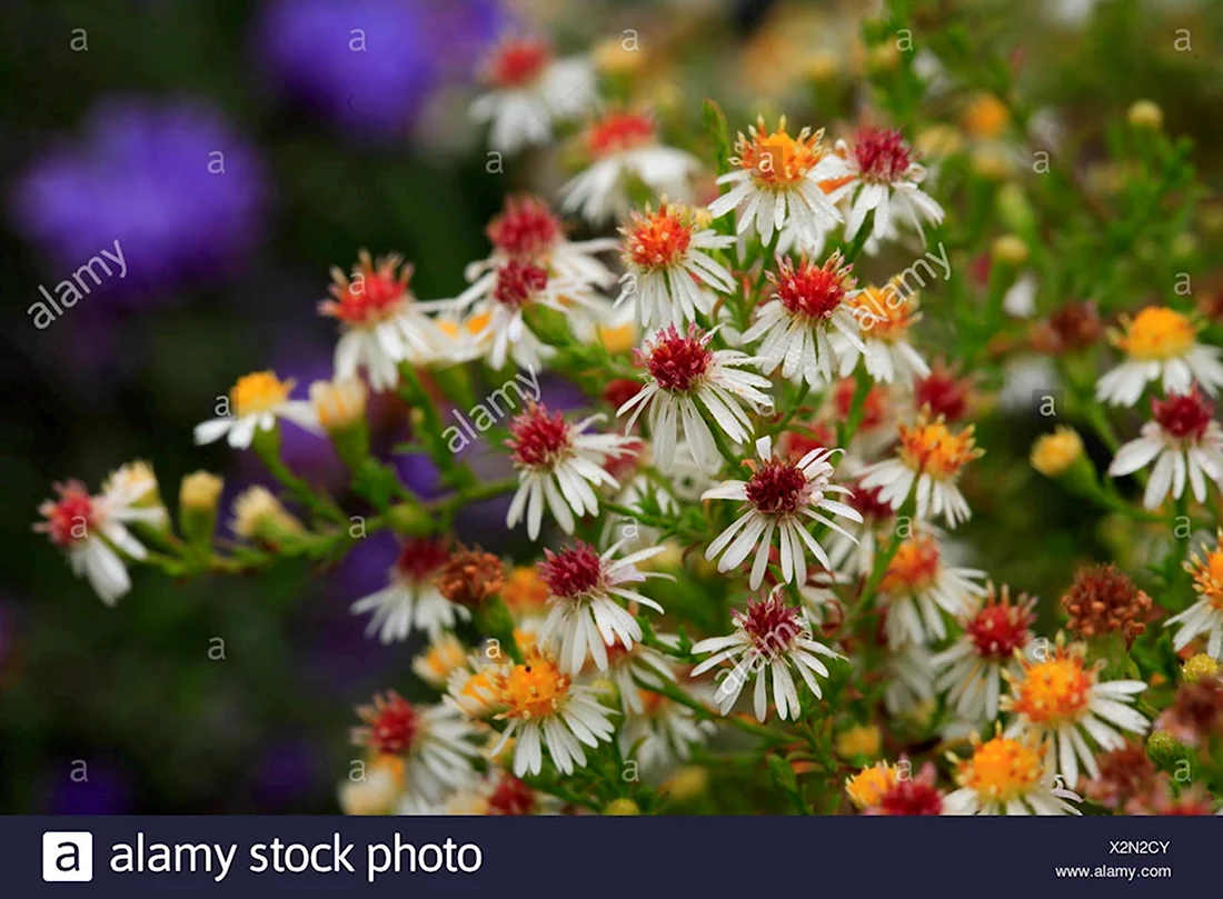 Астра Вересковая Aster ericoides
