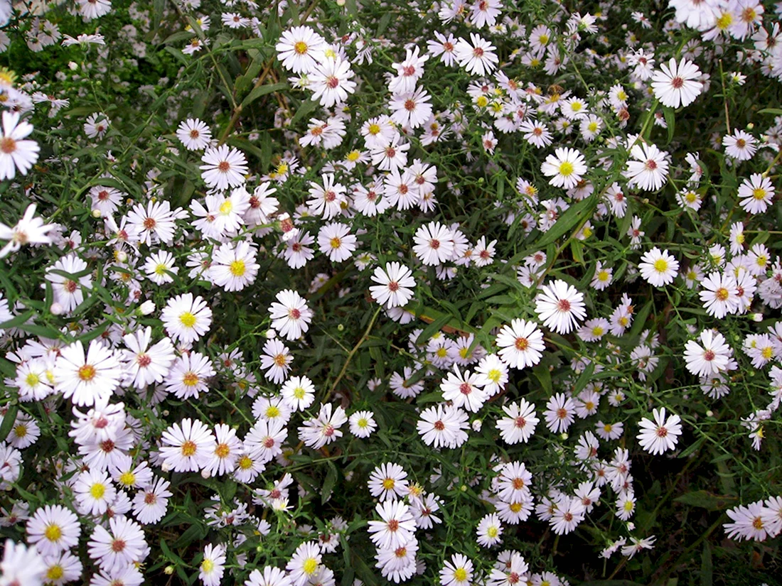 Астра Вересковая Aster ericoides