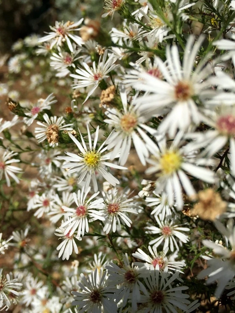 Астра Вересковая Aster Monte Cassino