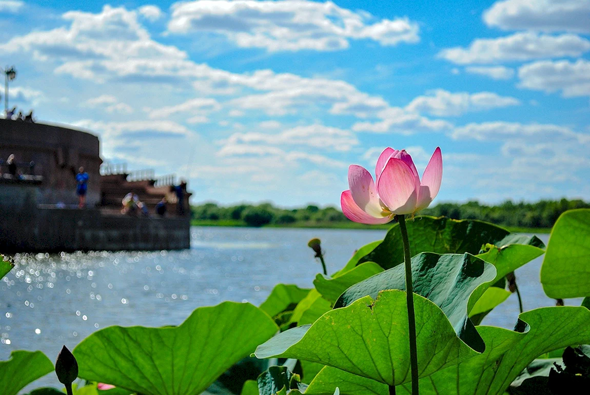 Астраханские лотосовые поля