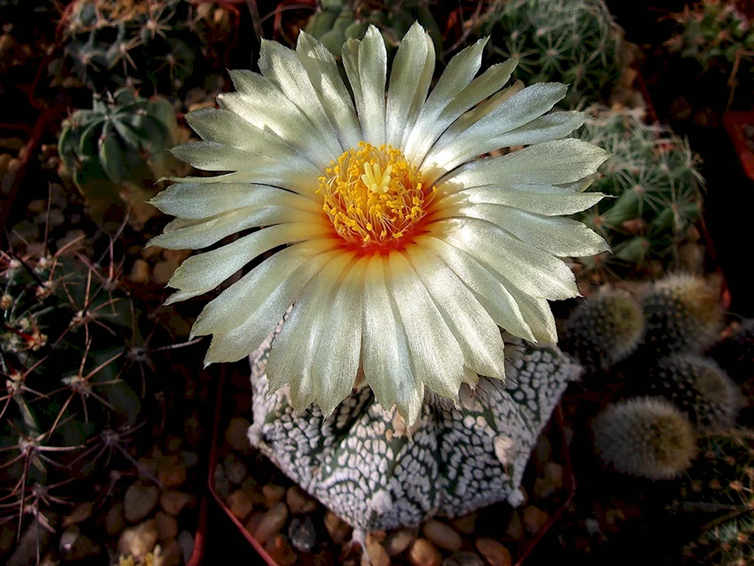 Astrophytum Asterias звездообразный