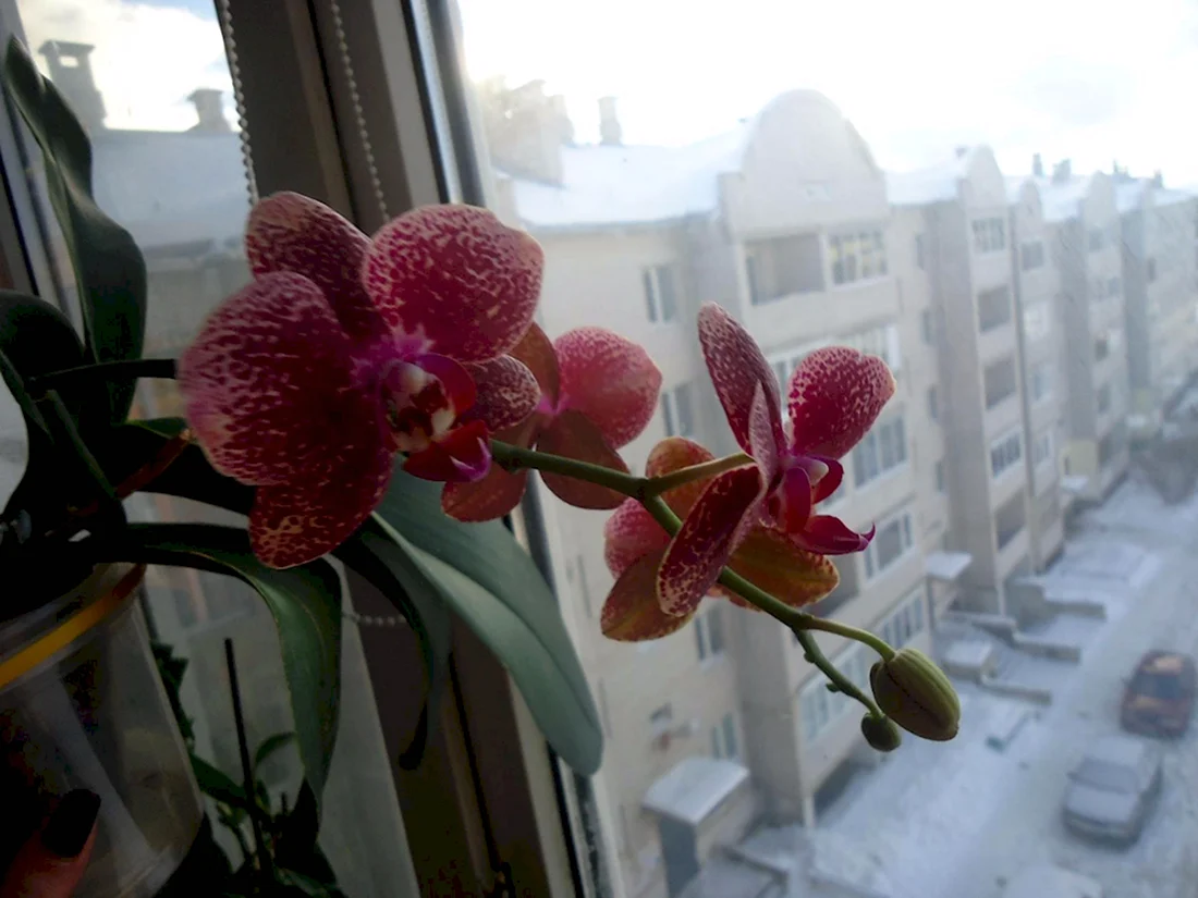 Азиан драгон фаленопсис