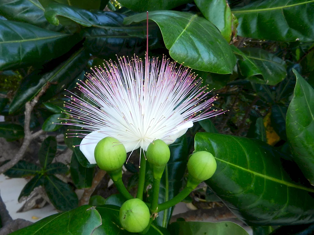 Баррингтония азиатская Sea Poison Tree