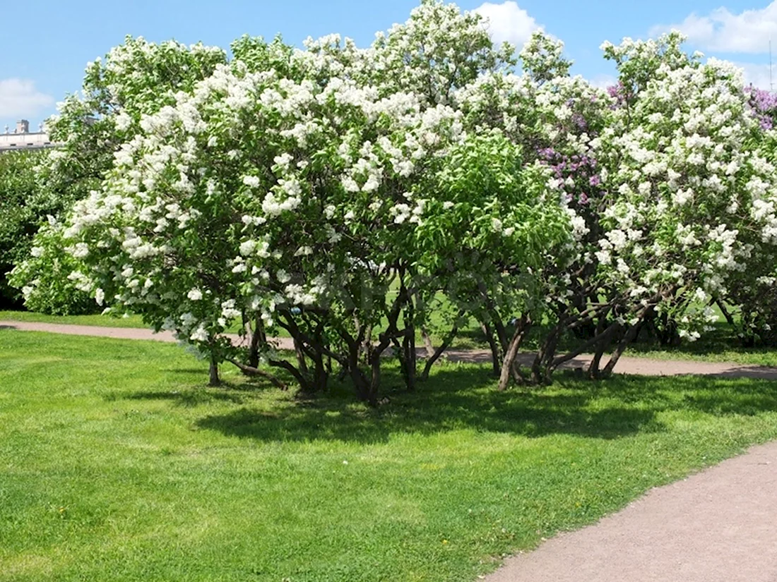 Белая сирень дерево