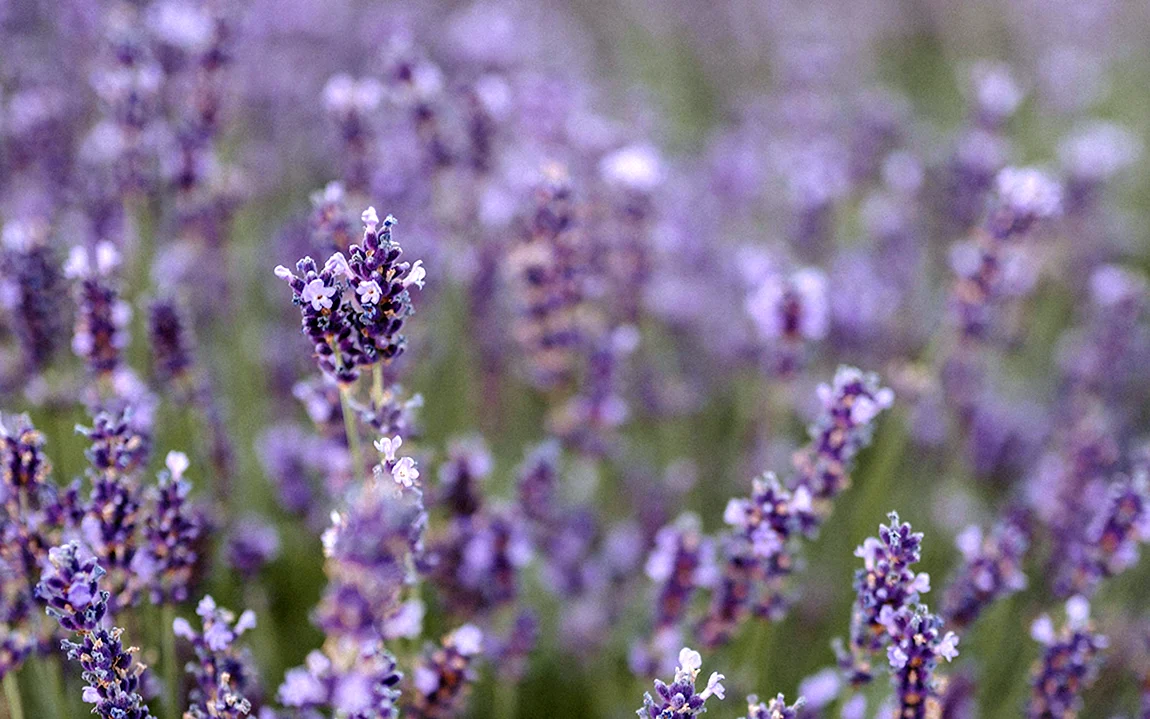 Бетта Лаванда Lavender