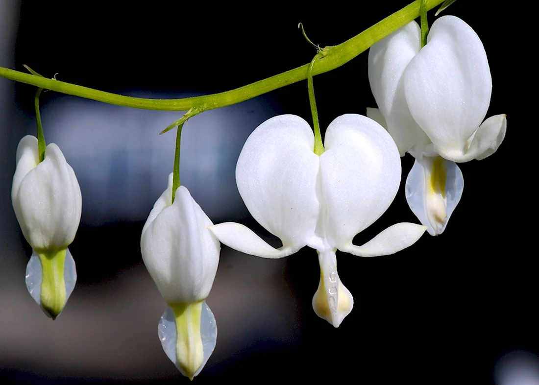 Bleeding Heart растение белые