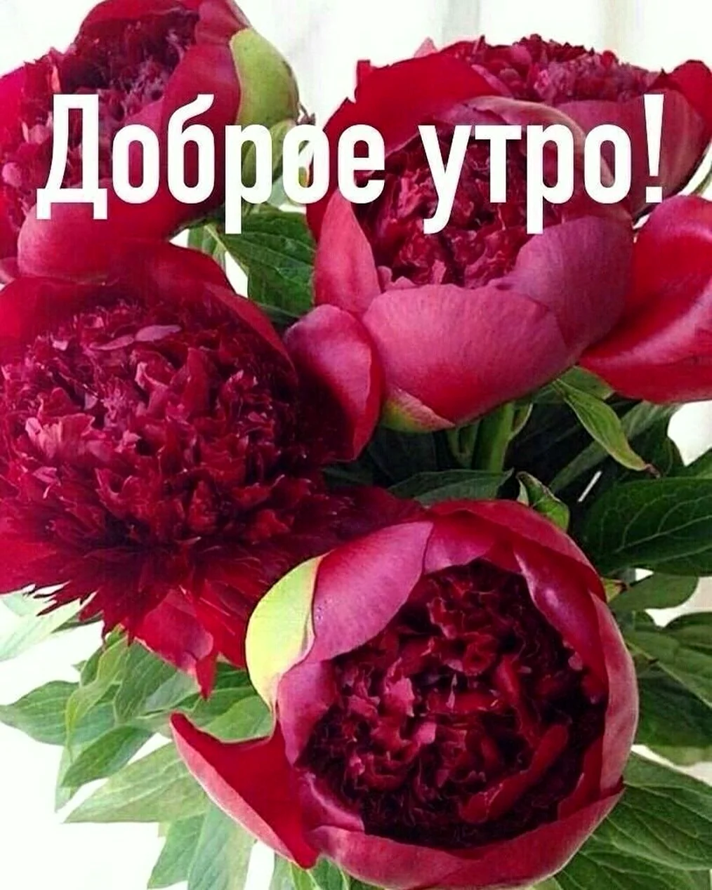 Букет пионов с добрым утром