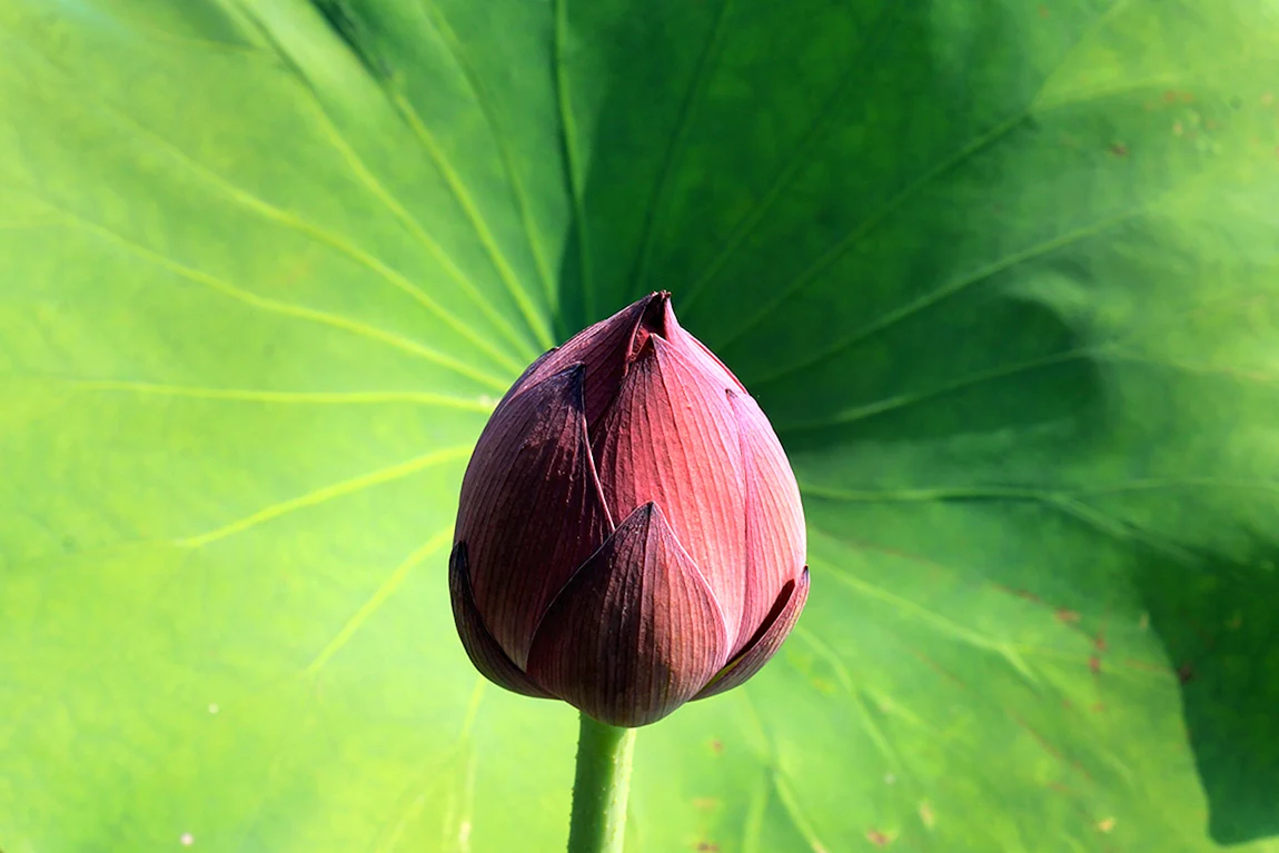 Бутонов лотоса Lotus