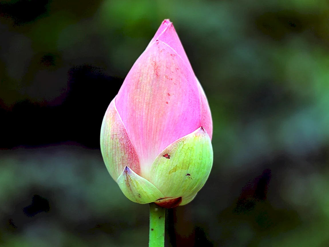 Бутонов лотоса Lotus