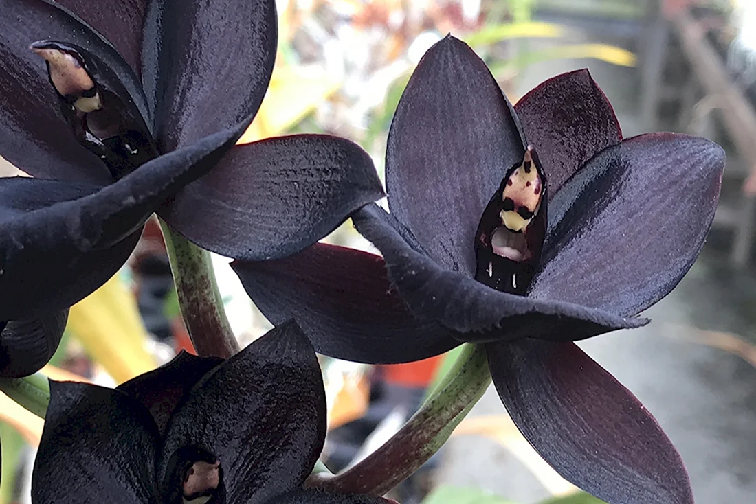 Catamodes Jumbo Rubytex ‘Jumbo Black Magic’