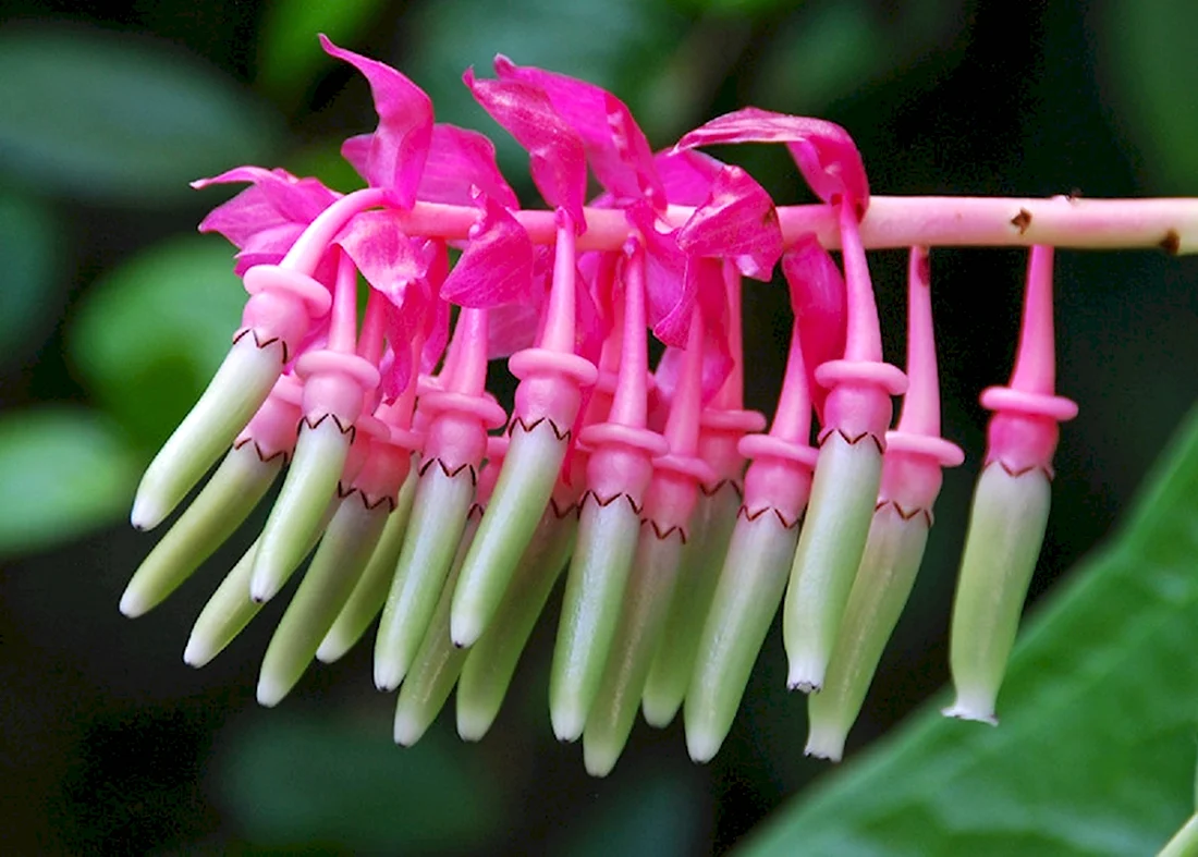 Cavendishia grandifolia