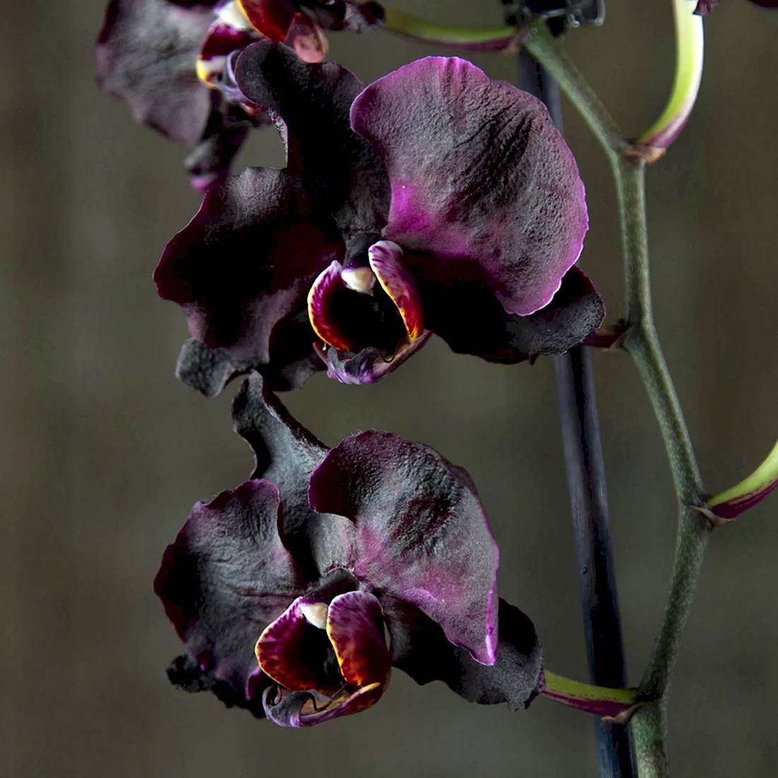 Чёрная Орхидея Phalaenopsis Black