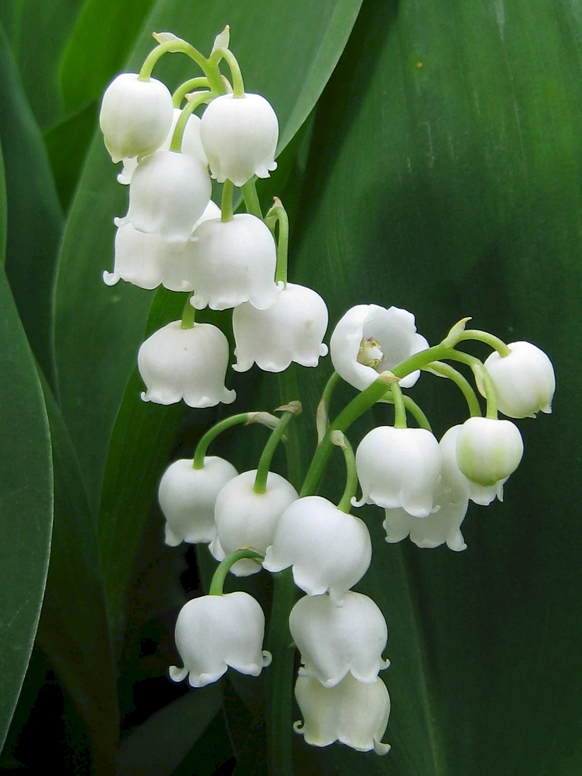 Convallaria Majalis