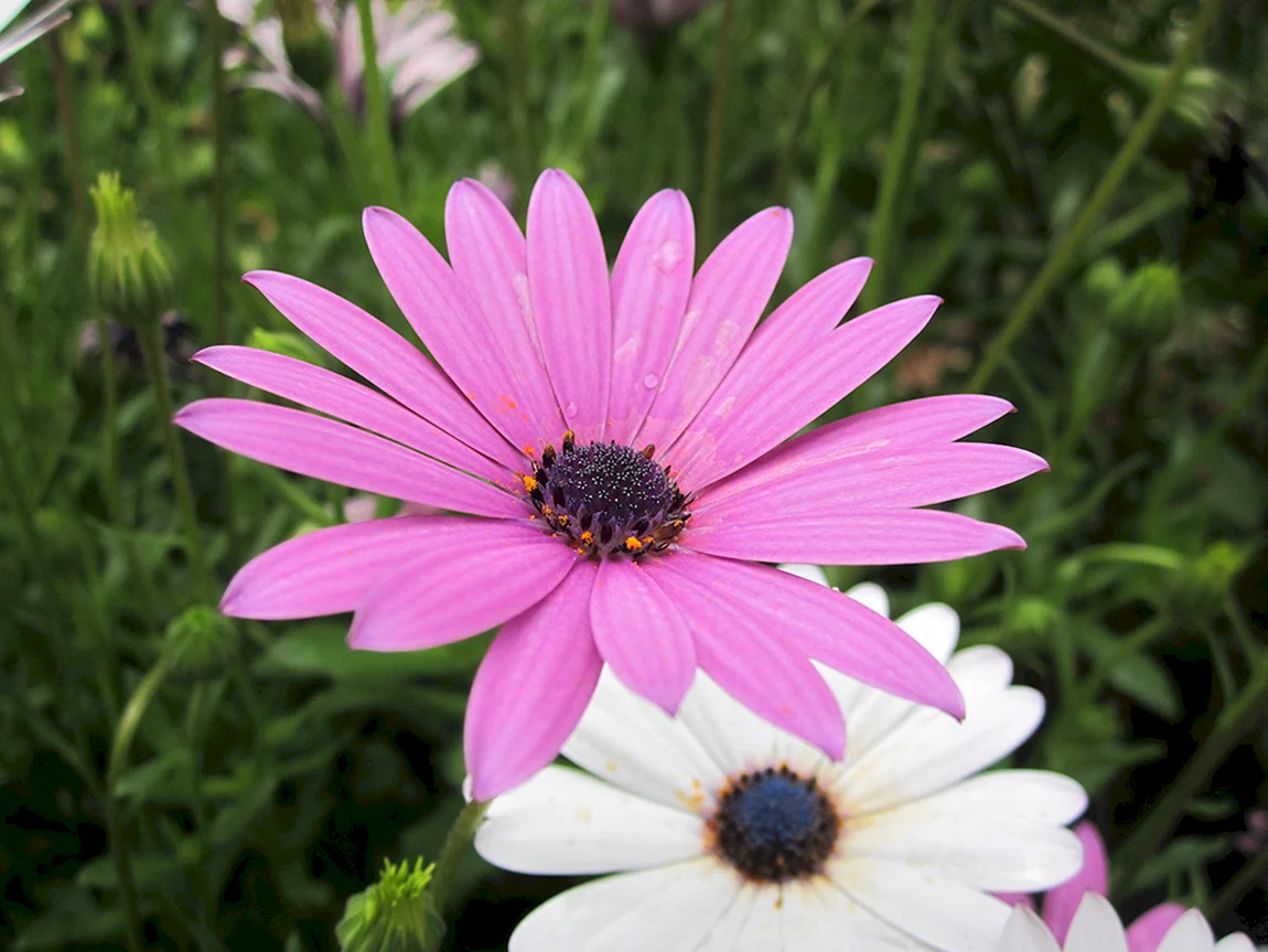 Daisy