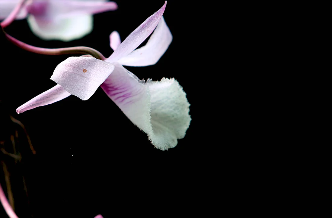Dendrobium Афродита