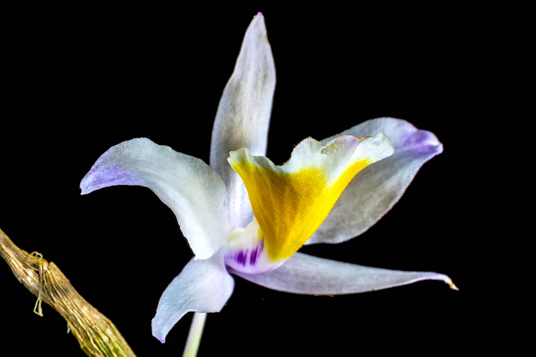 Dendrobium Ypsilon Yellow