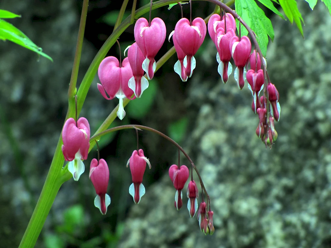 Дицентра великолепная Bleeding Heart