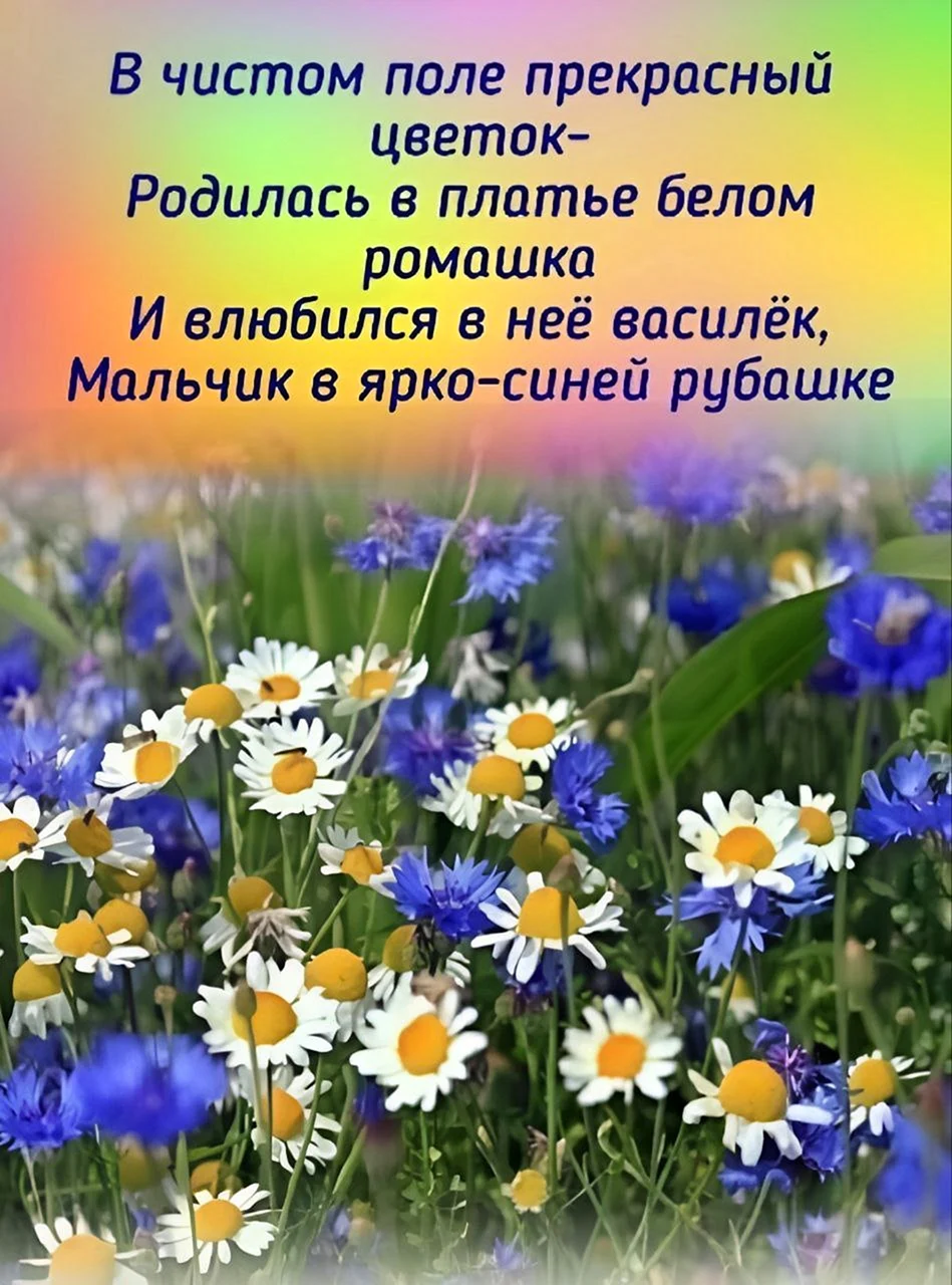 Доброе летнее утро со стихами