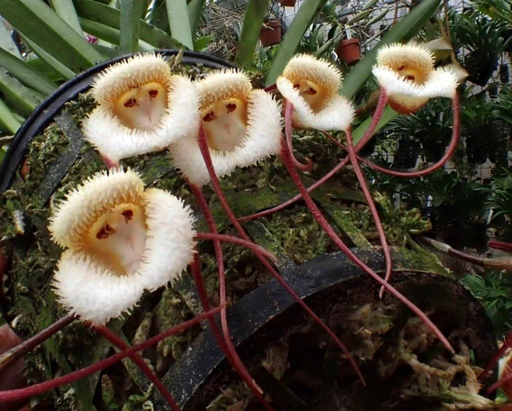 Dracula saulii