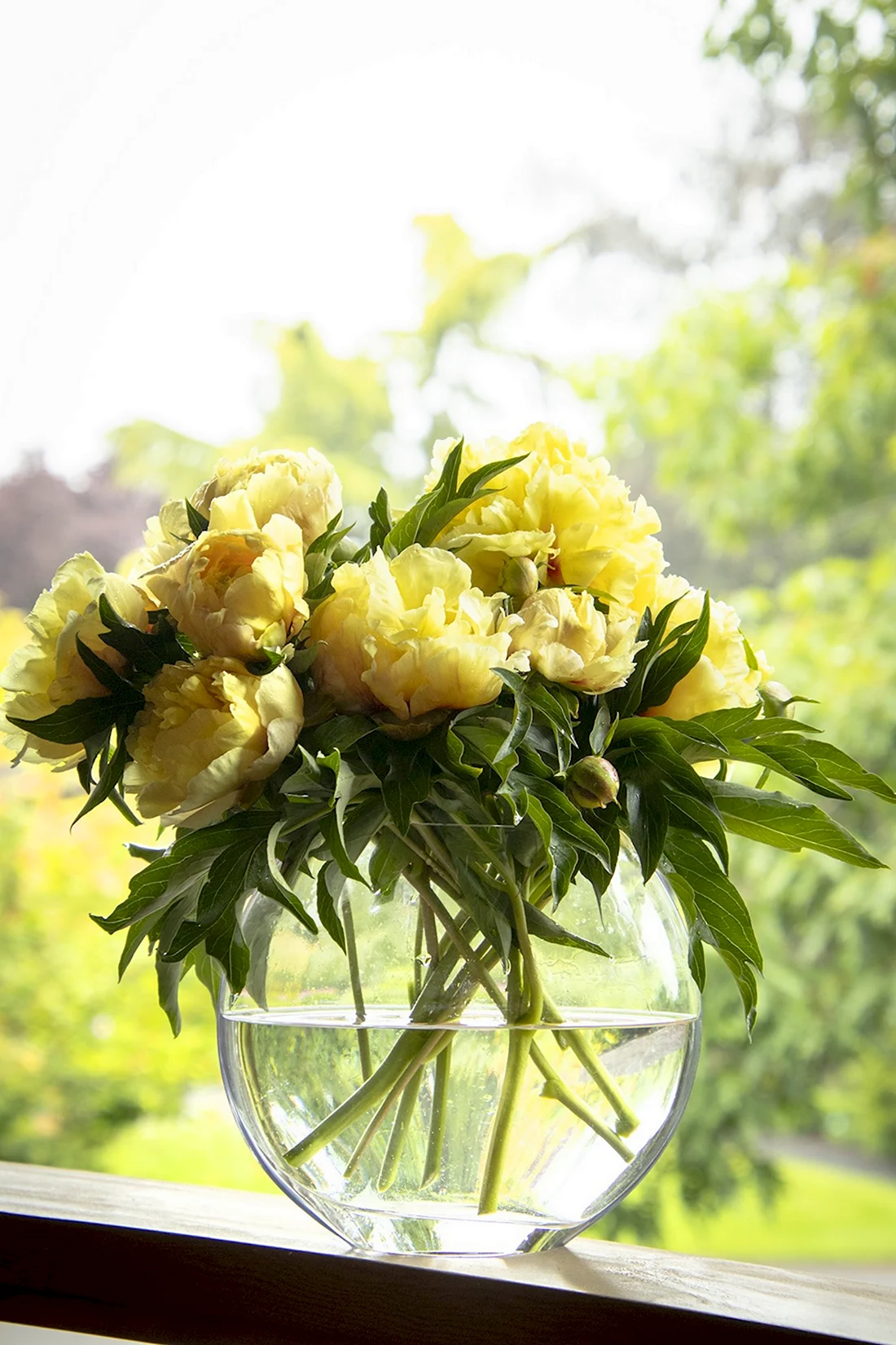 Duchesse de Lorraine пион