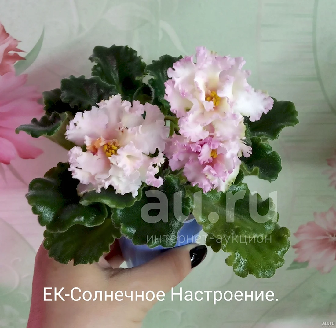 ЕК-солнечное настроение фиалка