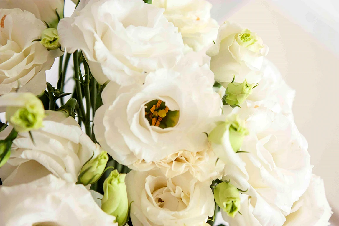 Eustoma 4к